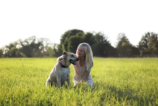 Best Pet Outdoor Gear Buying Guide