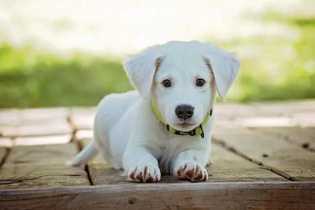 Best Pet Training Collars: Your Comprehensive Buying Guide